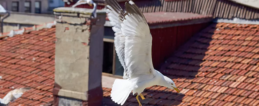 Residential Chimney Animal Removal Solution in Ypsilanti, MI