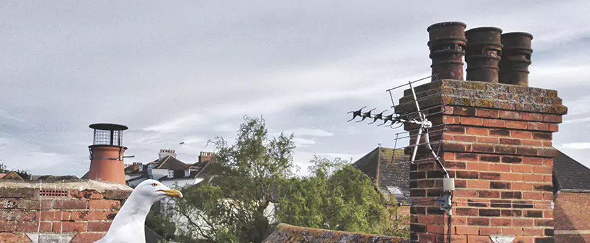 Chimney Cleaning And Restoration in Ypsilanti, Michigan
